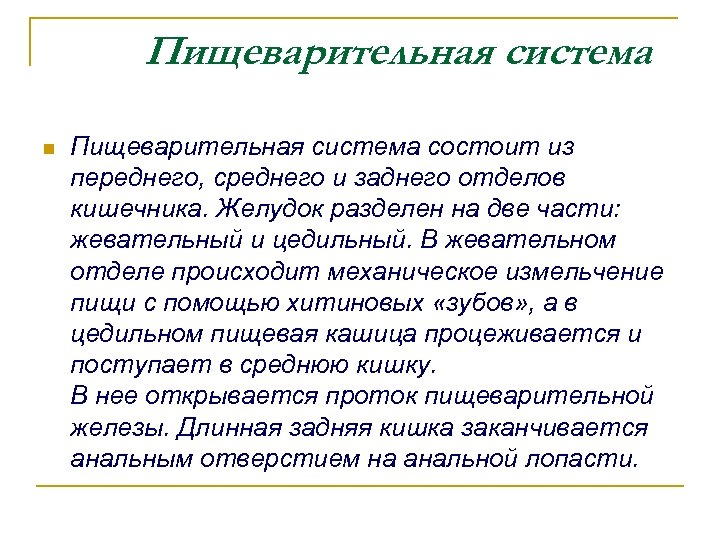 Пищеварительная система n Пищеварительная система состоит из переднего, среднего и заднего отделов кишечника. Желудок