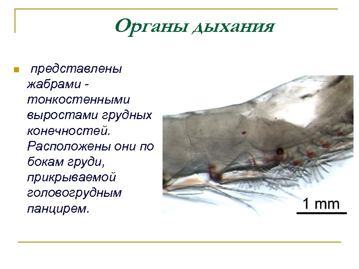 Органы дыхания n представлены жабрами - тонкостенными выростами грудных конечностей. Расположены они по бокам
