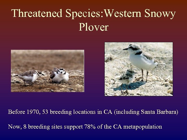 Threatened Species: Western Snowy Plover Before 1970, 53 breeding locations in CA (including Santa