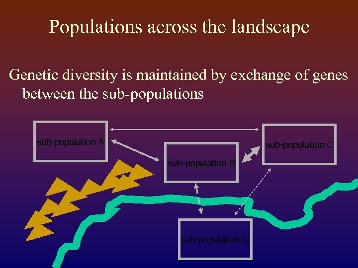 Populations across the landscape Genetic diversity is maintained by exchange of genes between the