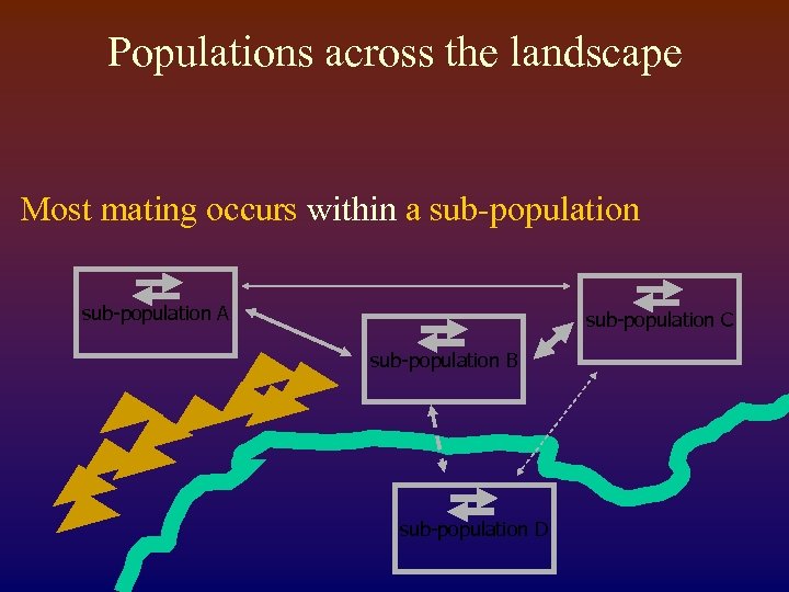 Populations across the landscape Most mating occurs within a sub-population A sub-population C sub-population