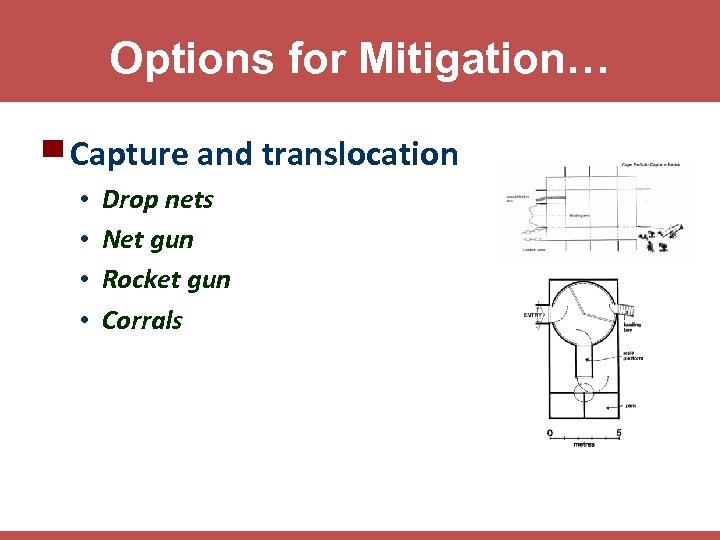 Options for Mitigation… ▀ Capture and translocation • • Drop nets Net gun Rocket