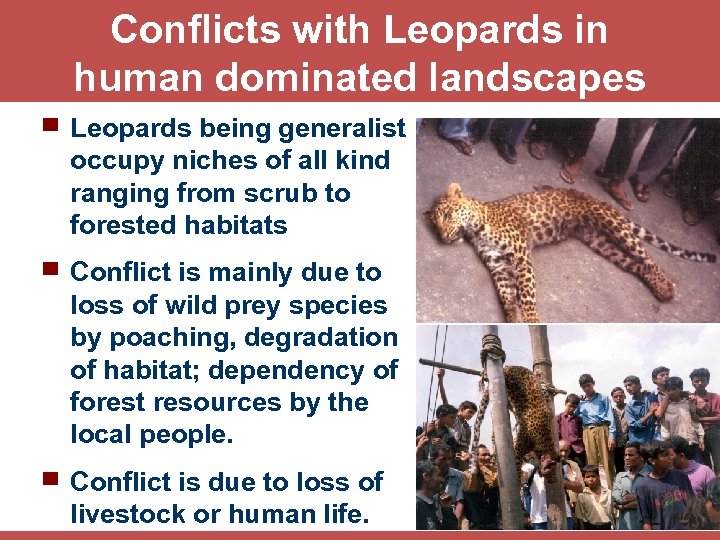 Conflicts with Leopards in human dominated landscapes ▀ Leopards being generalist occupy niches of