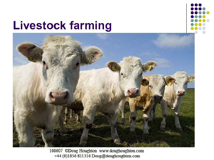 Livestock farming 