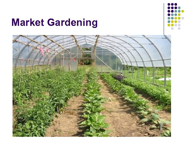 Market Gardening 