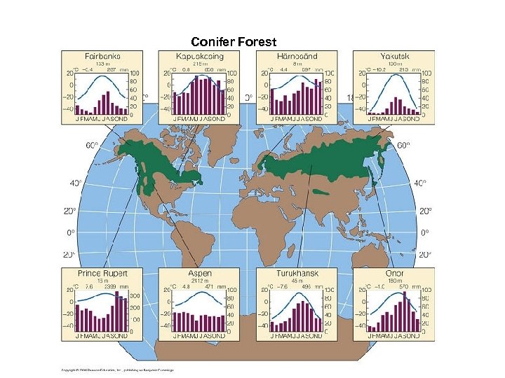 Conifer Forest 