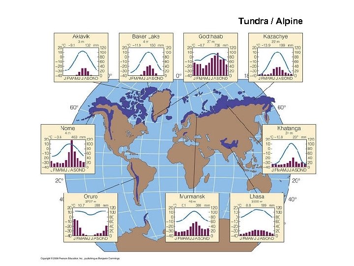 Tundra / Alpine 