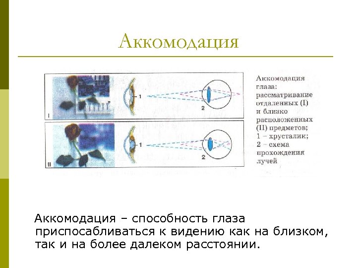 Аккомодация – способность глаза приспосабливаться к видению как на близком, так и на более