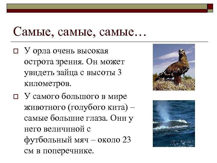 Самые, самые… o o У орла очень высокая острота зрения. Он может увидеть зайца