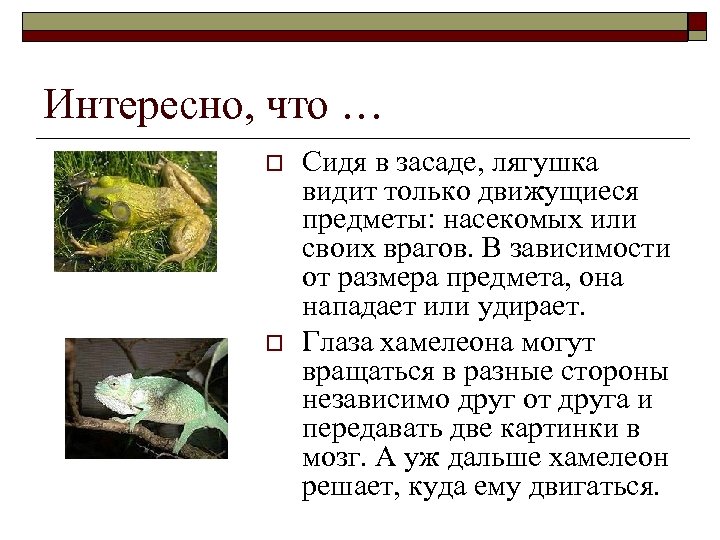 Интересно, что … o o Сидя в засаде, лягушка видит только движущиеся предметы: насекомых