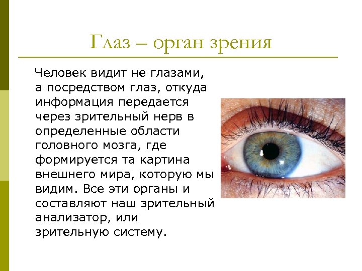 Глаз – орган зрения Человек видит не глазами, а посредством глаз, откуда информация передается