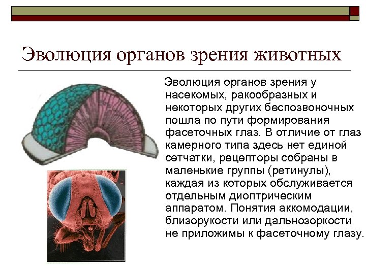 Эволюция органов зрения животных Эволюция органов зрения у насекомых, ракообразных и некоторых других беспозвоночных