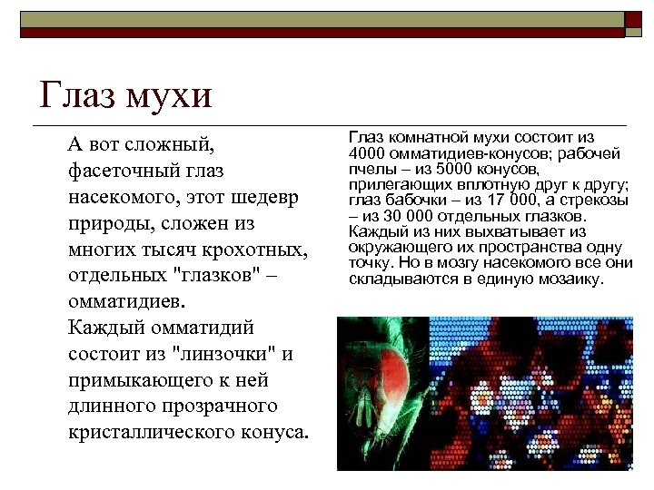 Глаз мухи А вот сложный, фасеточный глаз насекомого, этот шедевр природы, сложен из многих