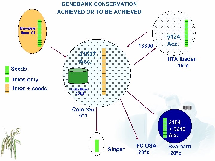 GENEBANK CONSERVATION ACHIEVED OR TO BE ACHIEVED Breeders lines CI 13600 21527 Acc. 5124