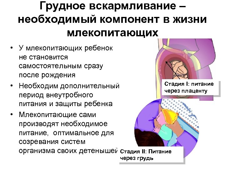 Грудное вскармливание – необходимый компонент в жизни млекопитающих • У млекопитающих ребенок не становится