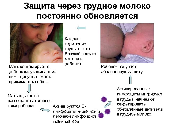 В одной груди больше молока