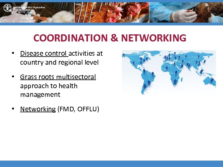 COORDINATION & NETWORKING • Disease control activities at country and regional level • Grass
