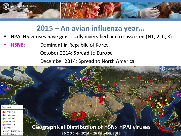 2015 – An avian influenza year… • HPAI H 5 viruses have genetically diversified