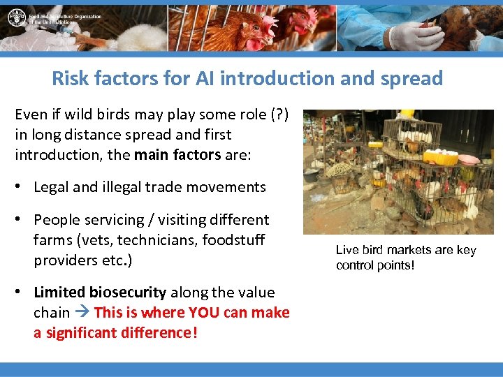 Risk factors for AI introduction and spread Even if wild birds may play some