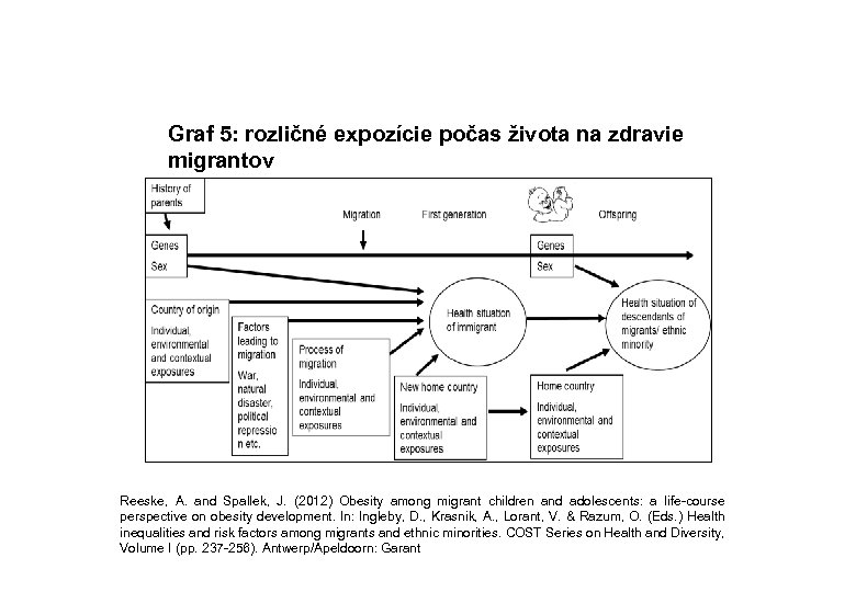 Graf 5: rozličné expozície počas života na zdravie migrantov Reeske, A. and Spallek, J.