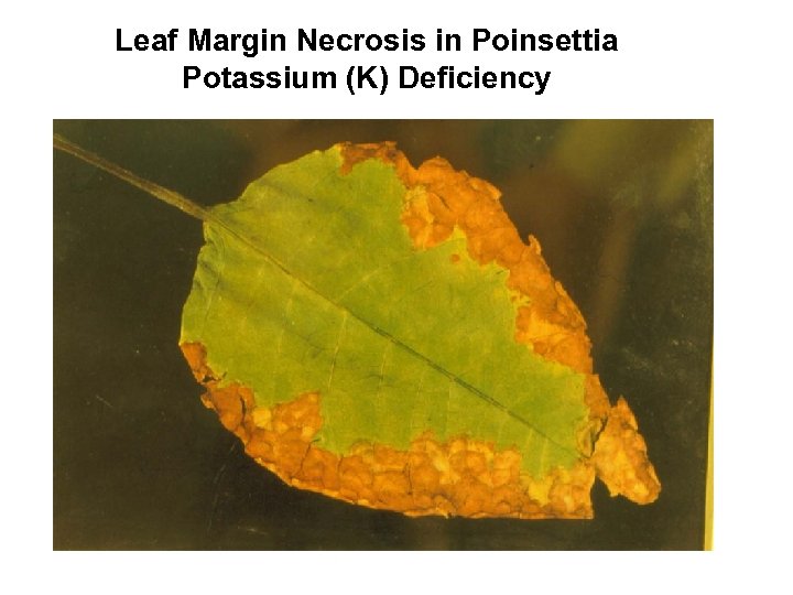 Leaf Margin Necrosis in Poinsettia Potassium (K) Deficiency 