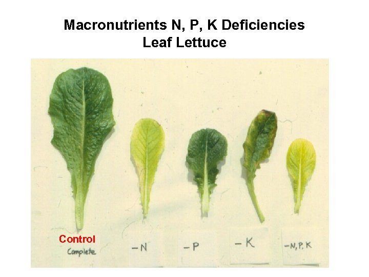 Macronutrients N, P, K Deficiencies Leaf Lettuce Control 