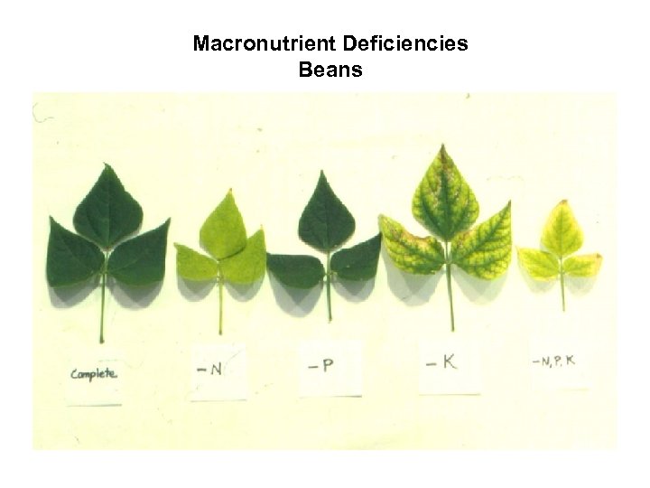 Macronutrient Deficiencies Beans 