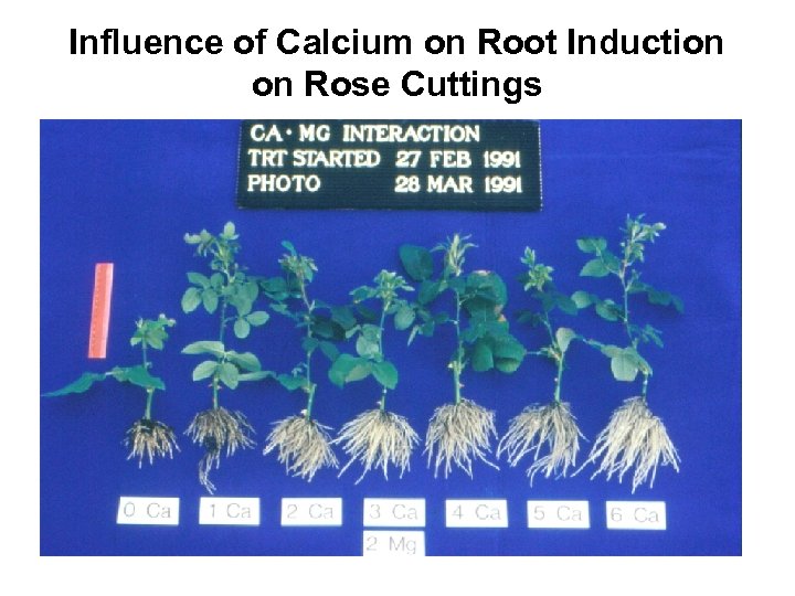 Influence of Calcium on Root Induction on Rose Cuttings 