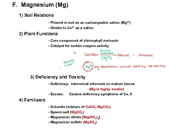 F. Magnesium (Mg) 1) Soil Relations - Present in soil as an exchangeable cation