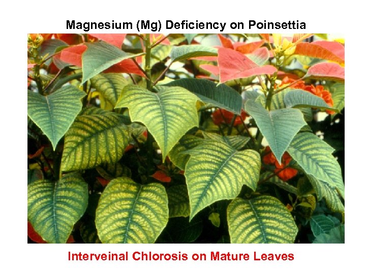 Magnesium (Mg) Deficiency on Poinsettia Interveinal Chlorosis on Mature Leaves 