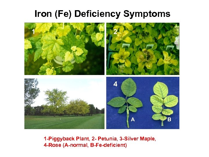 Iron (Fe) Deficiency Symptoms 1 2 3 4 A 1 -Piggyback Plant, 2 -