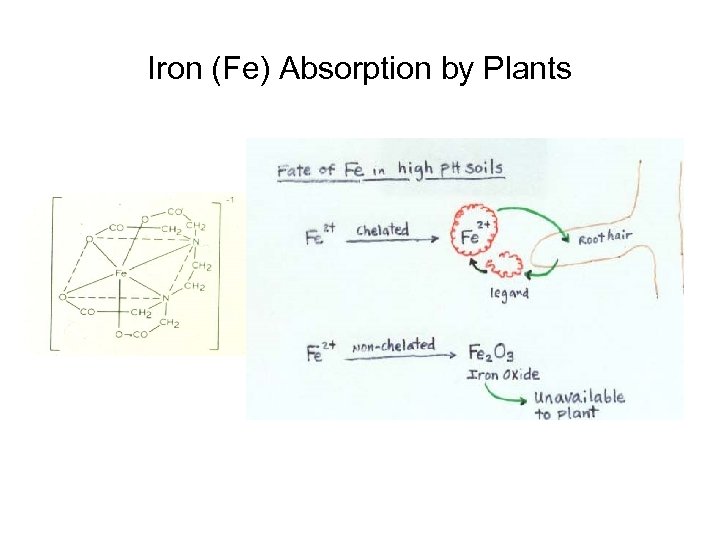 Iron (Fe) Absorption by Plants 