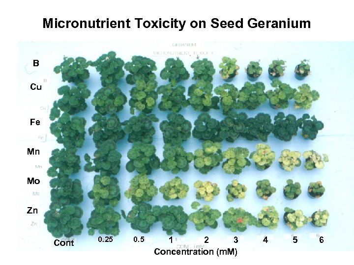 Micronutrient Toxicity on Seed Geranium B Cu Fe Mn Mo Zn Cont 0. 25