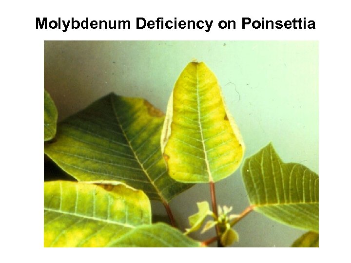 Molybdenum Deficiency on Poinsettia 