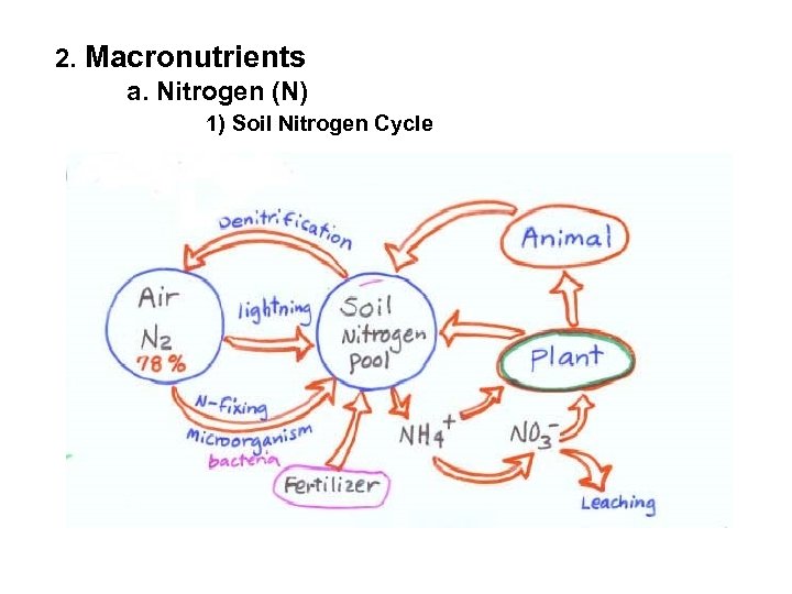 2. Macronutrients a. Nitrogen (N) 1) Soil Nitrogen Cycle 