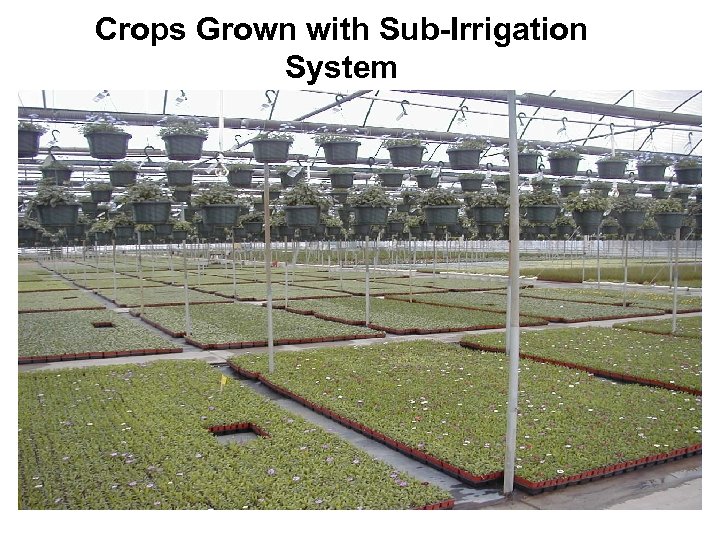 Crops Grown with Sub-Irrigation System 