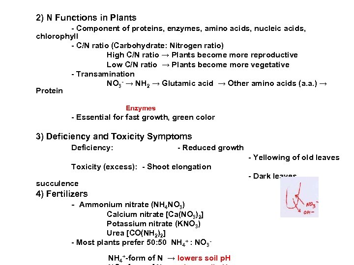 2) N Functions in Plants - Component of proteins, enzymes, amino acids, nucleic acids,