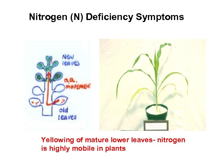 Nitrogen (N) Deficiency Symptoms Yellowing of mature lower leaves- nitrogen is highly mobile in