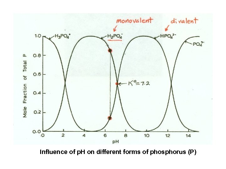 Influence of p. H on different forms of phosphorus (P) 