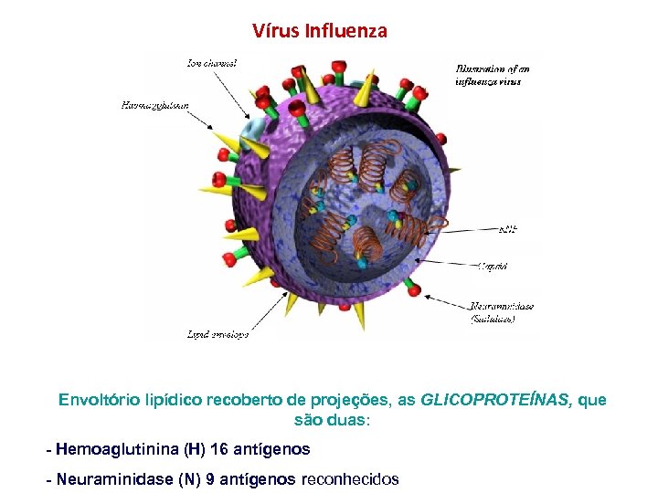Vírus Influenza Envoltório lipídico recoberto de projeções, as GLICOPROTEÍNAS, que são duas: - Hemoaglutinina