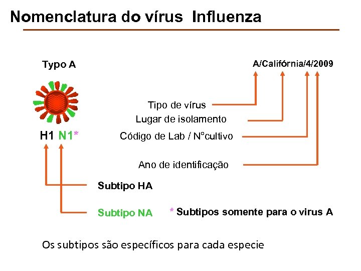 Nomenclatura do vírus Influenza A/Califórnia/4/2009 Typo A Tipo de vírus Lugar de isolamento H