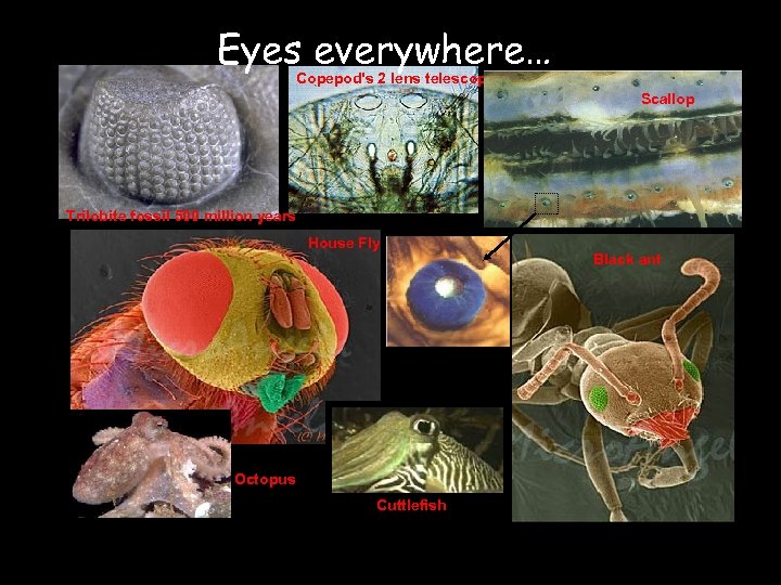 Eyes everywhere… Copepod's 2 lens telescope Scallop Trilobite fossil 500 million years House Fly