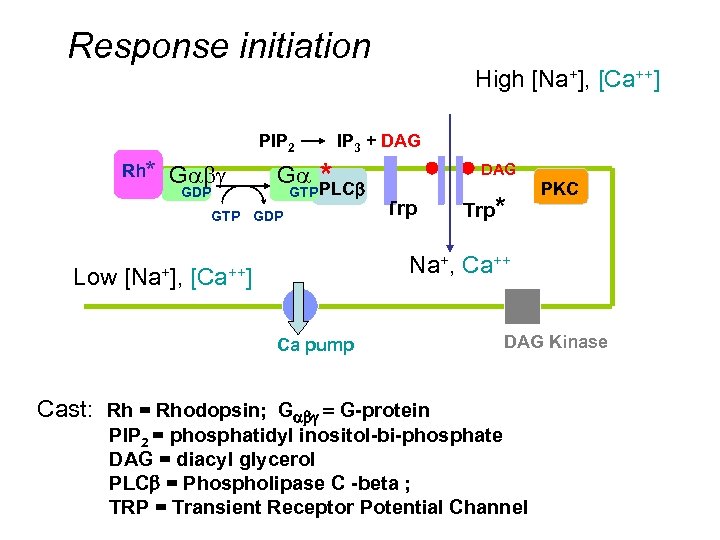 Response initiation High [Na+], [Ca++] hv Rh* PIP 2 Gabg GDP Ga IP 3