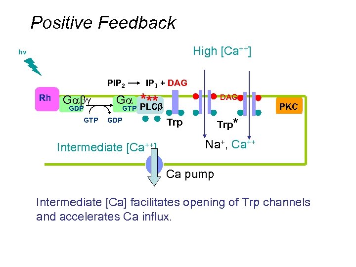 Positive Feedback High [Ca++] hv PIP 2 Rh Gabg GDP GTP Ga GTP IP