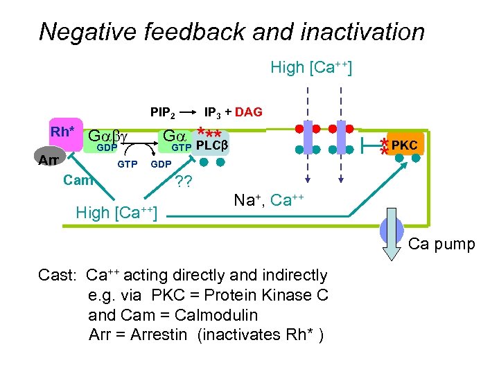 Negative feedback and inactivation High [Ca++] PIP 2 Rh* Gabg Ga GDP Arr GTP
