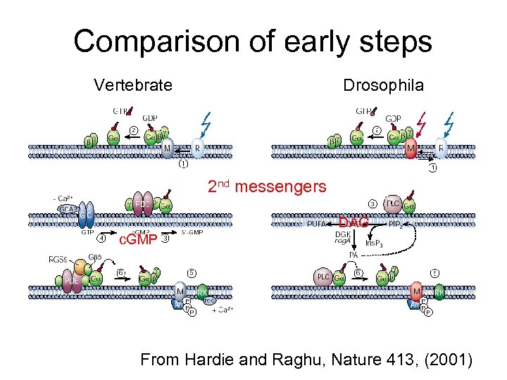 Comparison of early steps Vertebrate Drosophila 2 nd messengers DAG c. GMP From Hardie