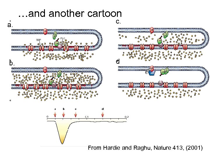 …and another cartoon a. c. b. d From Hardie and Raghu, Nature 413, (2001)