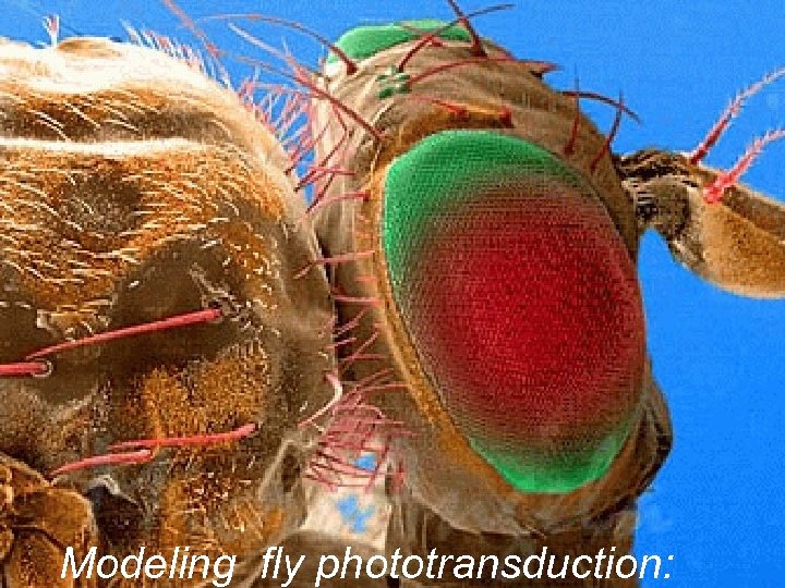 Modeling fly phototransduction: 
