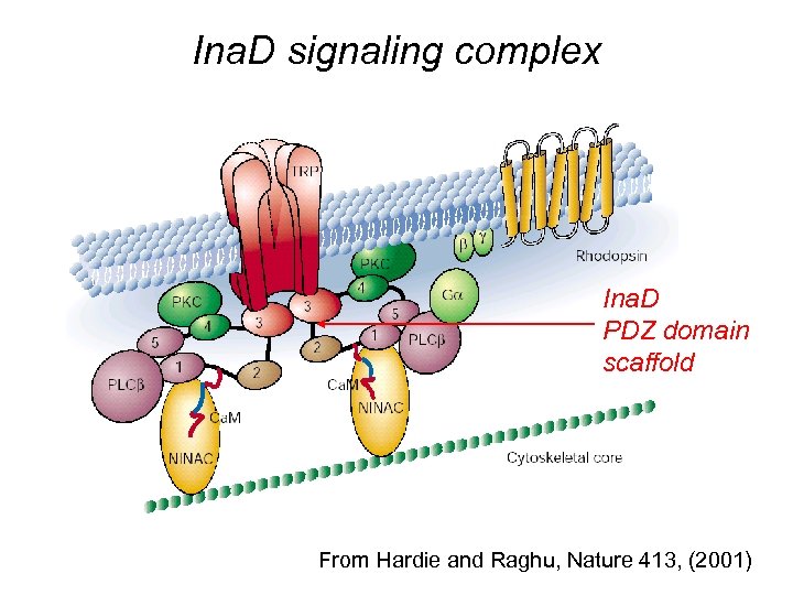 Ina. D signaling complex Ina. D PDZ domain scaffold From Hardie and Raghu, Nature