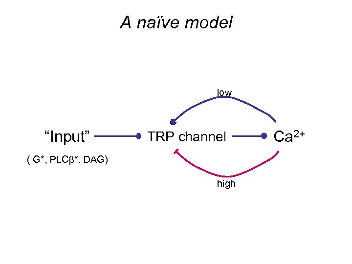 A naïve model low “Input” TRP channel ( G*, PLCb*, DAG) high Ca 2+